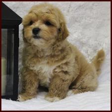 shichon poo for sale