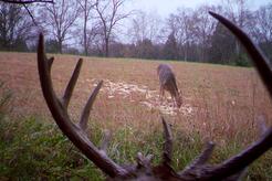 Kentucky whitetail hunts
