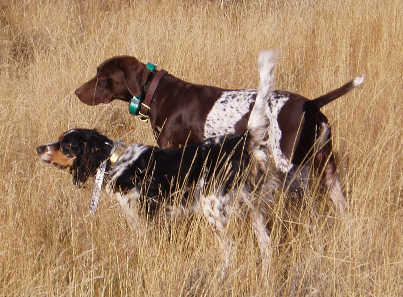 Training Gun dog training for all pointing breeds specializing in