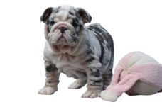 Blue tri merle english bulldog puppy