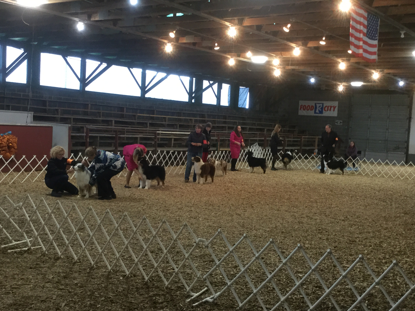 Scenes from Gray TN conformation shows - Image 2