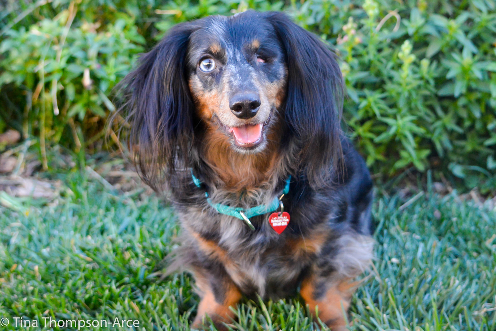 Dachshund Paws & Pals | Southern California