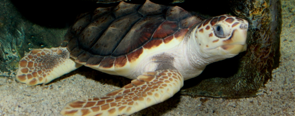 Mid-atlantic Turtle & Tortoise Society - Online