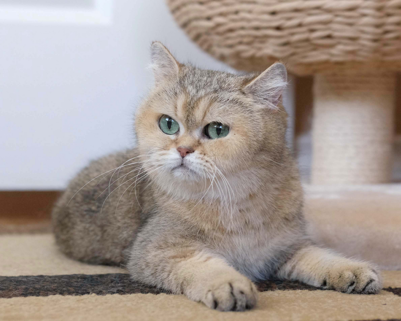 British Shorthair Longhair Cats Kittens