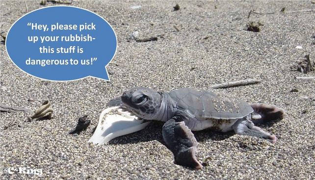 green sea turtle hatchlings (honu) with plastic fork