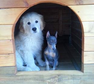 Kennel, Dog Boarding - Wag'en Tail Ranch - Wichita, Ks