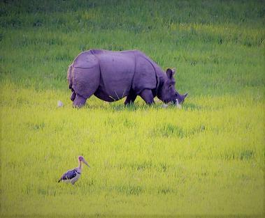 Assam Meghalaya Kaziranga Tour Package Best Itinerary