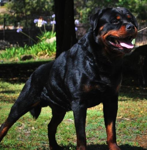 Purebred store german rottweiler