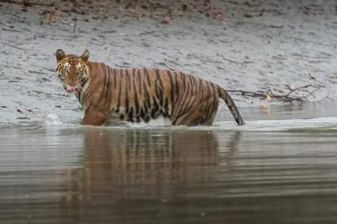 Royal Bengal Tiger- Sundarban & Kolkata tour package