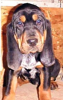 Majestic tree hot sale hound puppies