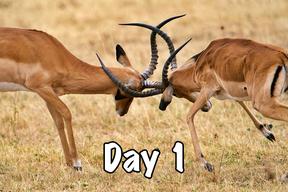 taasa africa tanzania safari wild animals