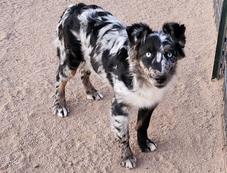 Australian Shepherds for sale