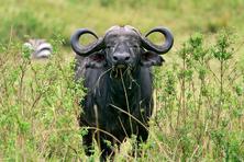The best cape buffalo pictures from Africa safari trip in Tanzania