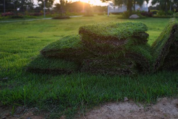 Sod In The Shade
