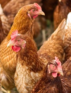 chicken flock