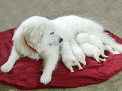 Great Pyrenees puppies ~ Wells' Providence AKC Registered Livestock Guardian Dogs and puppies