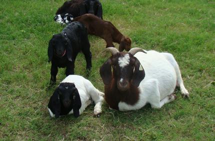 black boer goats for sale