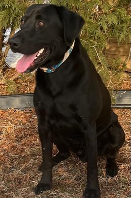 Labrador Retriever Puppies For Sale Born June 2023 Champion bred