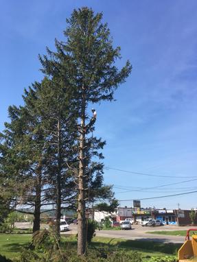 6 Large Pine Tree Removals, Hamilton Tree Removal, Tree Expert half way up