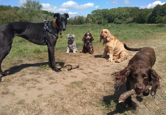 Barks In The Parks Prestwich group dog walk