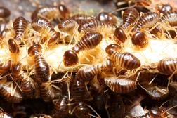 Termites, Staunton VA