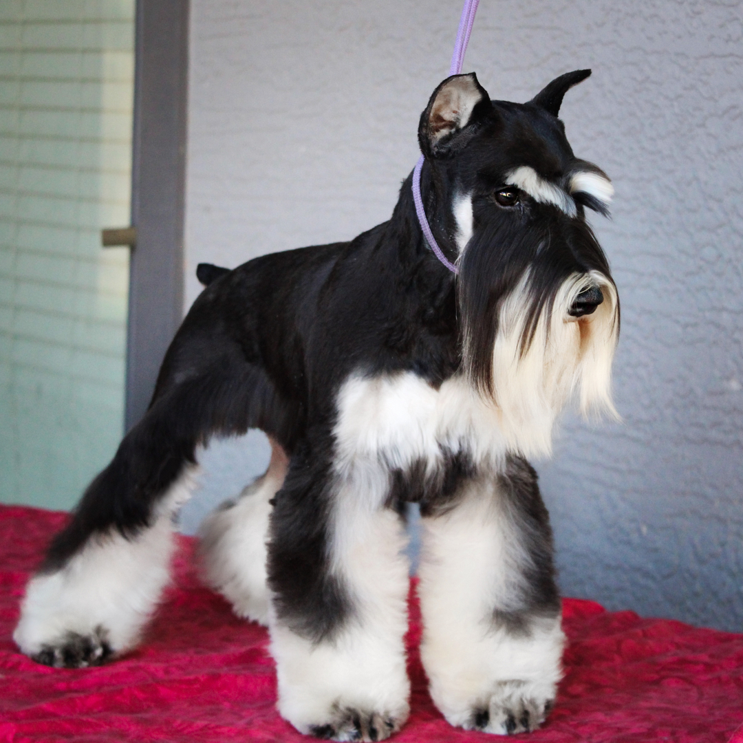 Phantom black and hot sale silver miniature schnauzer