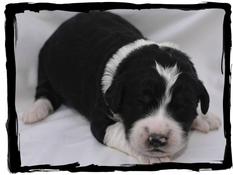 newborn-tricolor-Bernedoodle