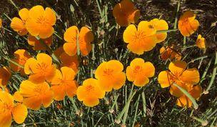 Photo by Josette Johnson Placerville Petals