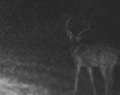 Kentucky deer season