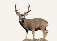 Hunting Deer Wyoming