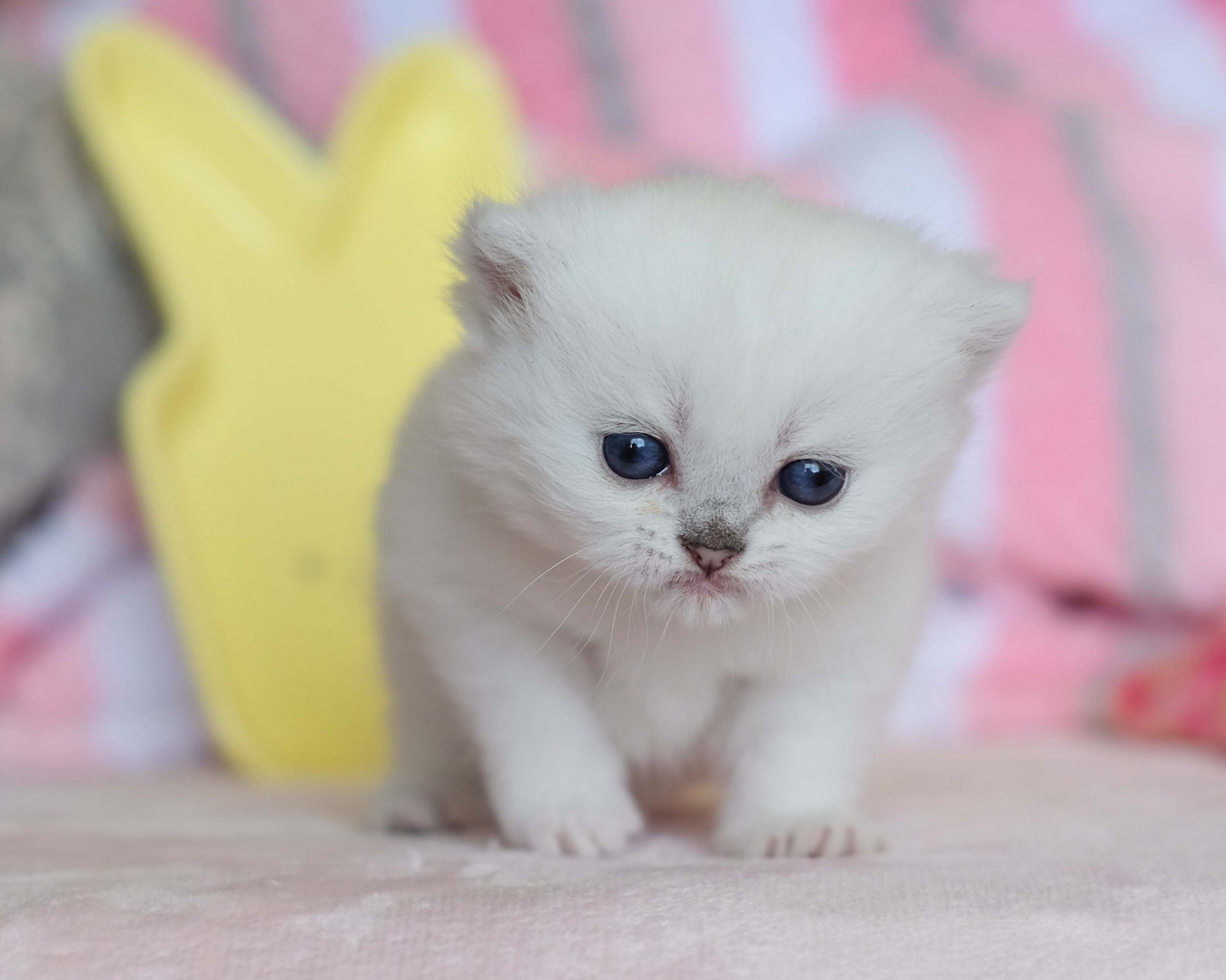 British Shorthair Longhair Cats Kittens