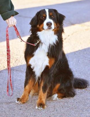 Bernese mountain dog store shelter