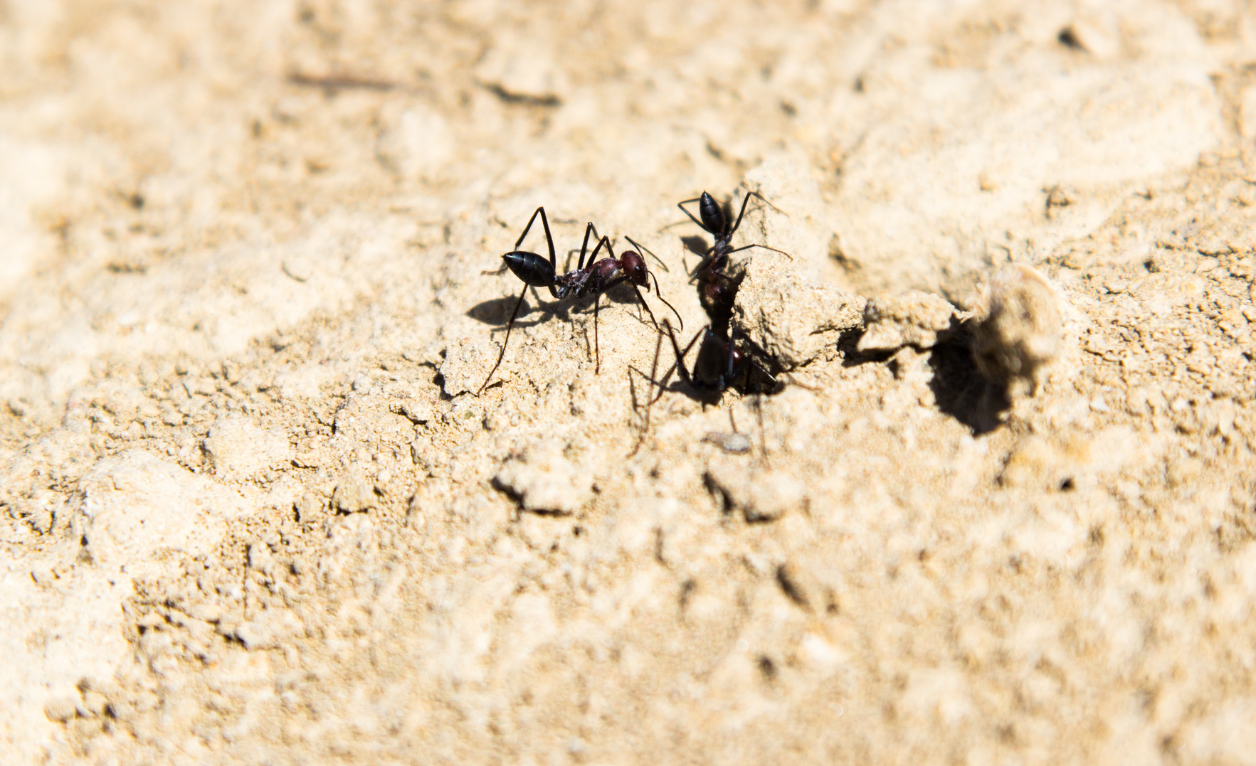 Pest Control | Veteran Pest & Wildlife Services | Ashburn