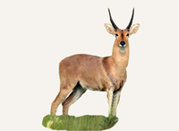 Hunting Reedbuck Cameroon