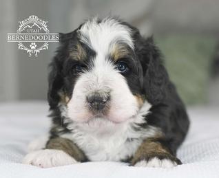 Tri-colored-Mini-Bernedoodles