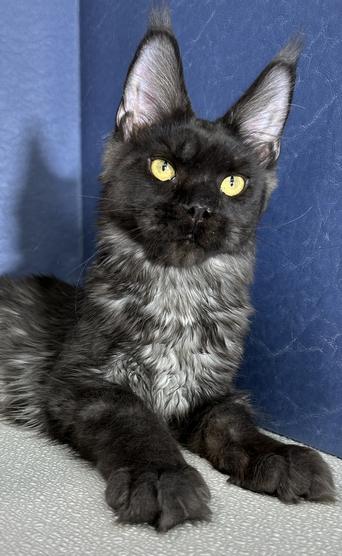 Maine Coon Kittens