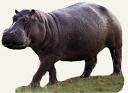 Hunting Hippo Cameroon
