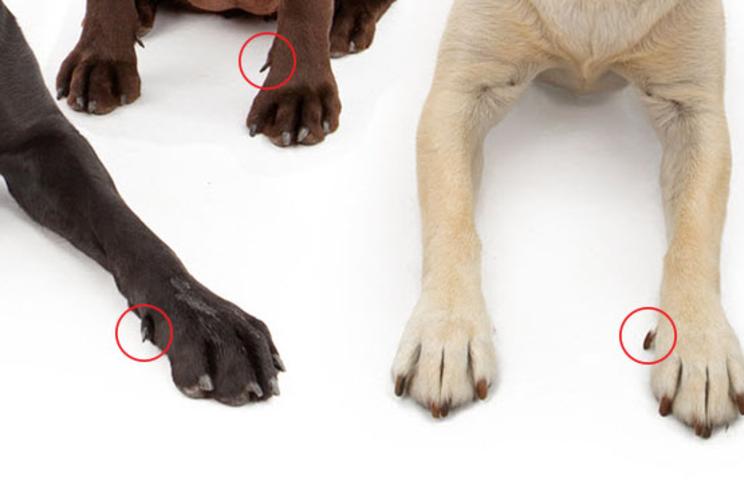 do dog breeders remove dew claws