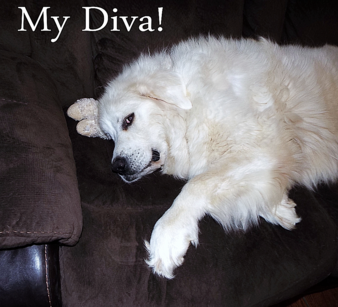 Great Pyrenees puppies ~ Wells' Providence AKC Registered Livestock Guardian Dogs and puppies