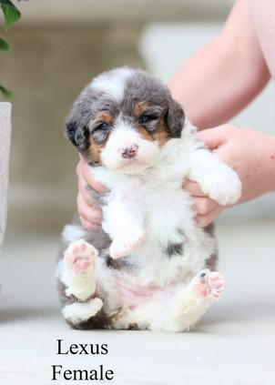 microbernedoodle
