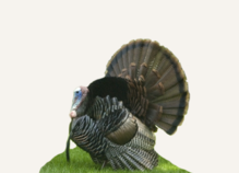 Hunting Turkey Georgia