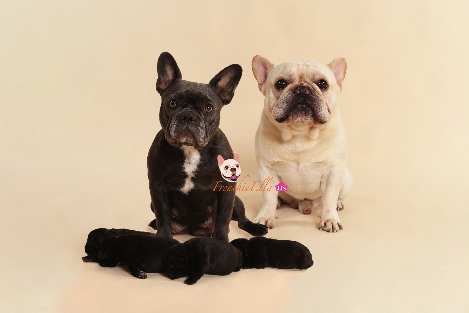 French Bulldog Puppies Frenchieella Us