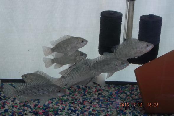 A Blue tilapia breeding colony