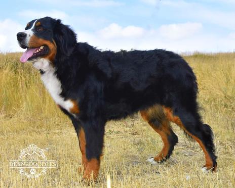 Rose Bernese from Utah Bernedoodles