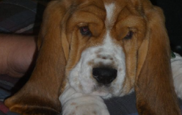 how do you train a basset hound puppy