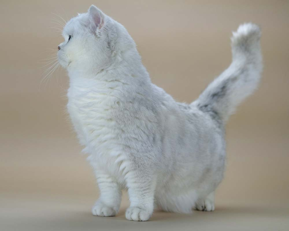 British Shorthair Longhair Cats Kittens