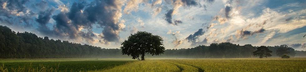 Landscape image of a lone tree in a field, with other trees in the background