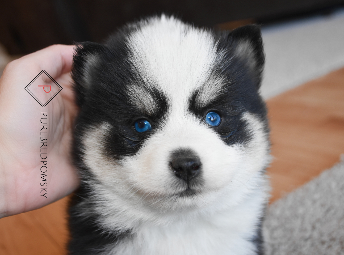 Purebred pomsky hot sale