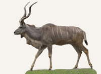 Hunting Kudu Tanzania
