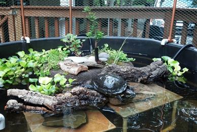 Red eared store slider outdoor habitat